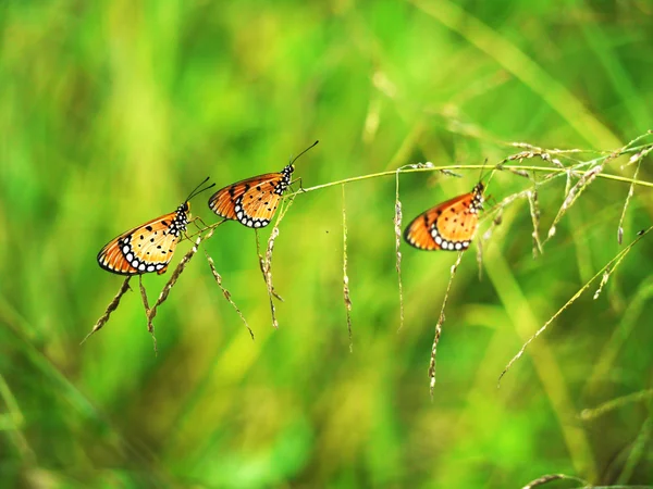 Três borboletas na grama . — Fotografia de Stock