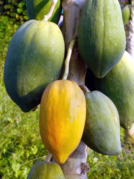 Ripe papaya on the tree. — Stock Photo, Image