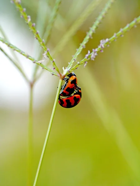 Breeding of beetles. — Stock Photo, Image