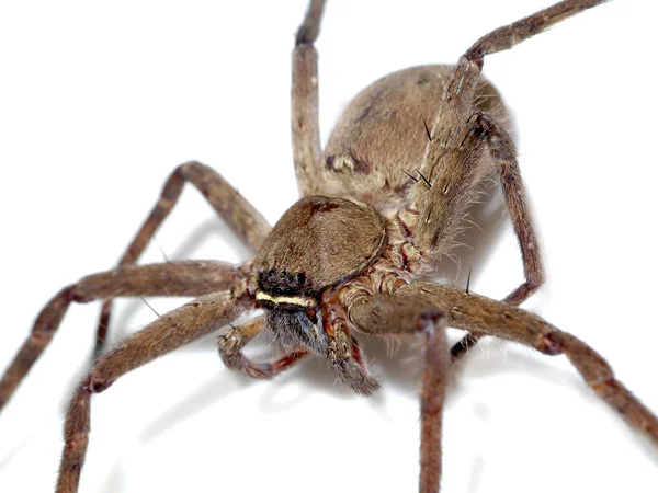 Braune Spinne. — Stockfoto