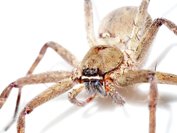 Brown spider. — Stock Photo, Image