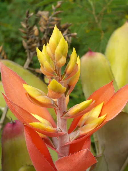 Fiori di bromeliade fioriscono — Foto Stock