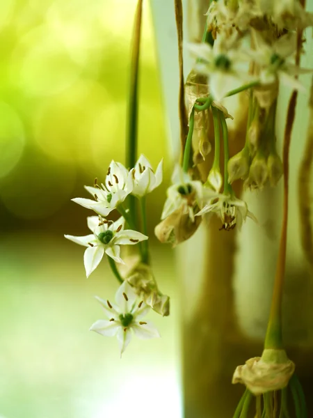 Bílý květ česnek pažitka — Stock fotografie