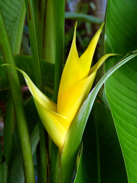 Fleur jaune d'Heliconia — Photo