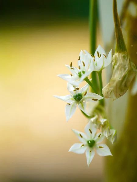 Fehér virág, a kínai metélőhagyma — Stock Fotó
