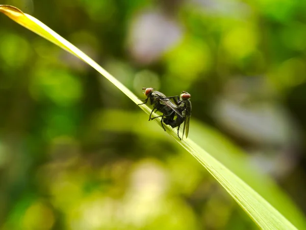 Uppfödning av flugor. — Stockfoto