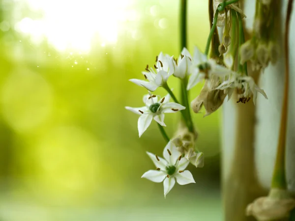 Sarımsak chives beyaz çiçek — Stok fotoğraf