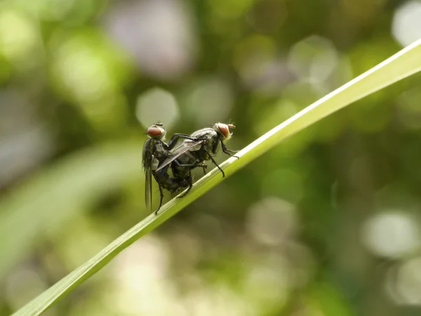 Uppfödning av flugor. — Stockfoto