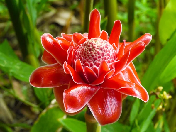 Fleur rouge d'etlingera elatior — Photo