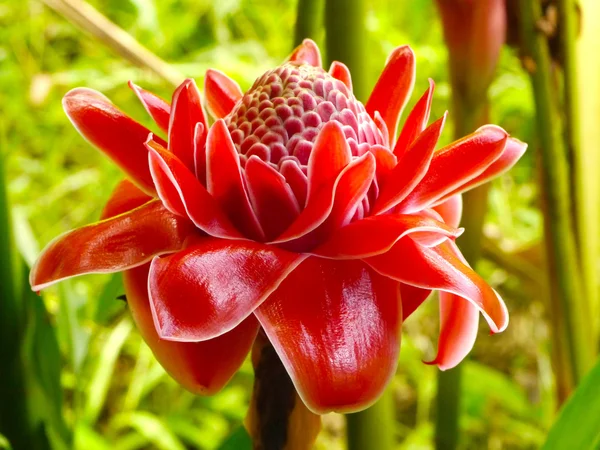 Κόκκινο λουλούδι της etlingera elatior — Φωτογραφία Αρχείου
