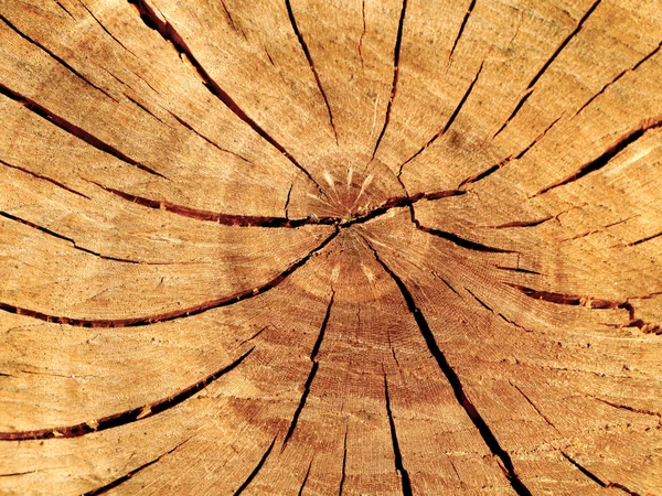 Struttura del legno con motivi naturali — Foto Stock