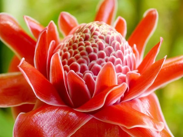 Red flower of Etlingera elatior — Stock Photo, Image