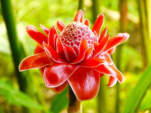 Red flower of Etlingera elatior — Stock Photo, Image