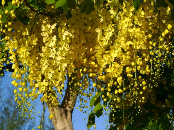 Gul blomma av gyllene dusch — Stockfoto