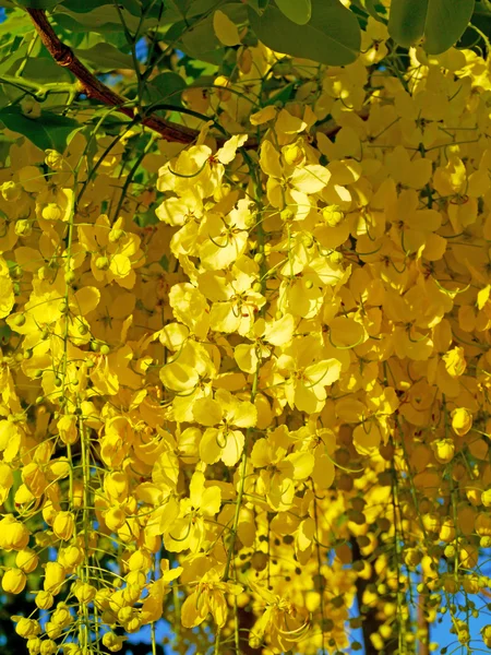 Κίτρινο λουλούδι της χρυσή ντους — Φωτογραφία Αρχείου