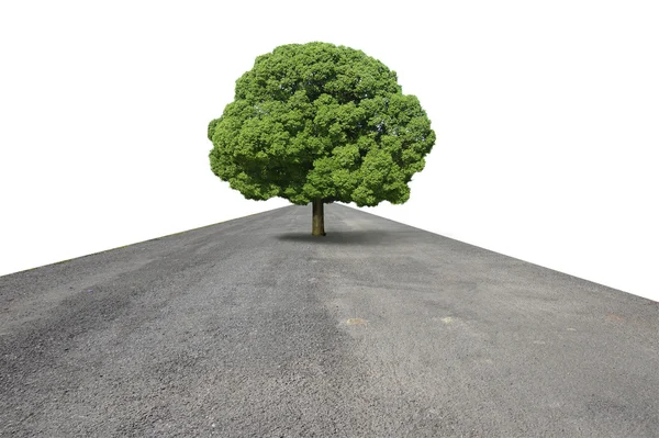 Grande árvore na estrada . — Fotografia de Stock