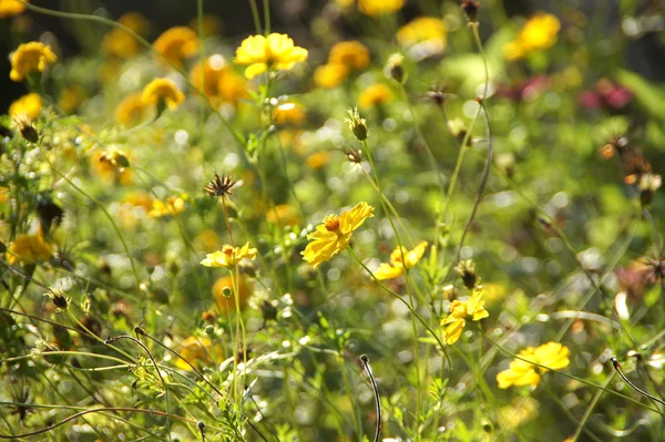 Calendula fiore impatto luce solare . — Foto Stock