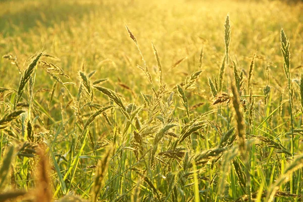 Bloemengras impact zonlicht. — Stockfoto