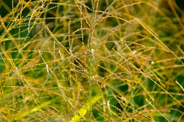 Flower grass impact sunlight. — Stock Photo, Image