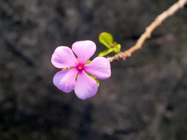 Madagaskar periwinkle květina na staré zdi pozadí cementu. — Stock fotografie