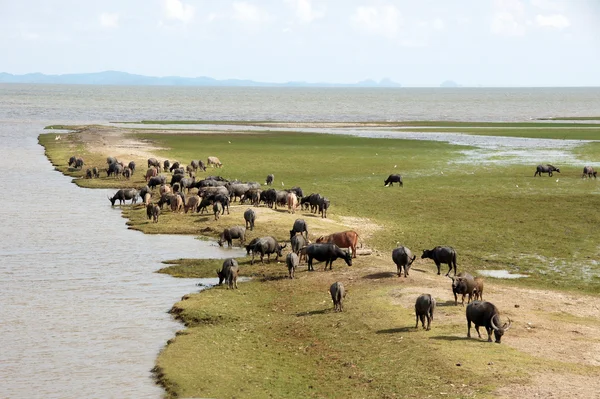 Buffalo kudde. — Stockfoto