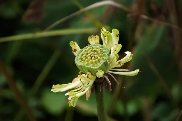 Witte waterlelie, lotus. — Stockfoto