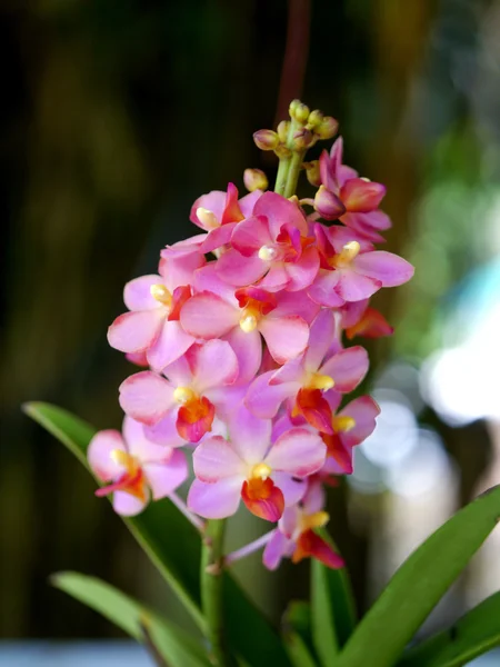 Piękne kwiaty orchidei różowy magenta — Zdjęcie stockowe