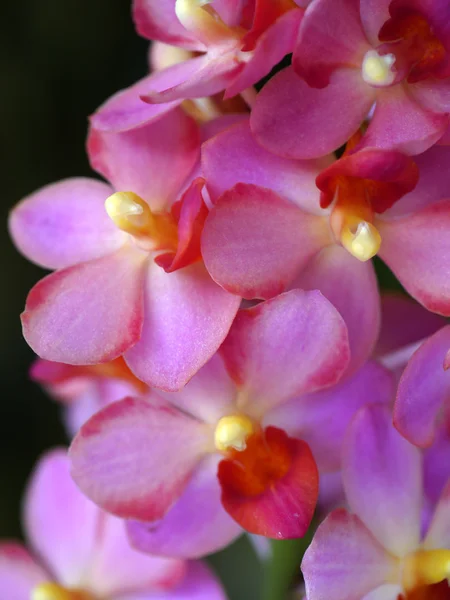 Krásná růžová purpurové květy orchidejí — Stock fotografie