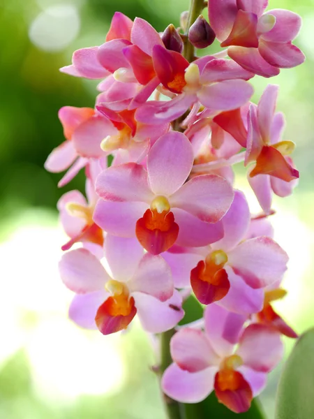 Schöne rosa-magenta Orchideenblüten — Stockfoto