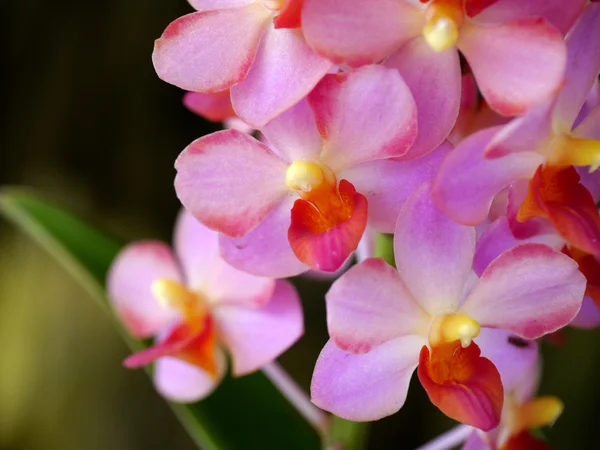 Schöne rosa-magenta Orchideenblüten — Stockfoto