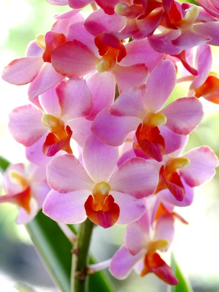 Belas flores de orquídea rosa-magenta — Fotografia de Stock