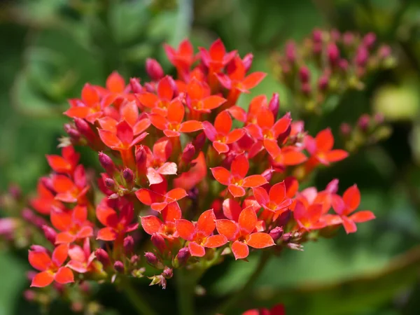 Červený květ kalanchoe vánoční — Stock fotografie