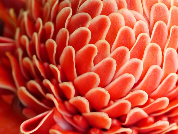 Tropicale Fiore rosso di etlingera elatior — Foto Stock