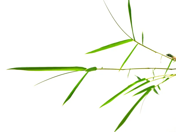 Bamboo leaves isolated on white background — Stock Photo, Image