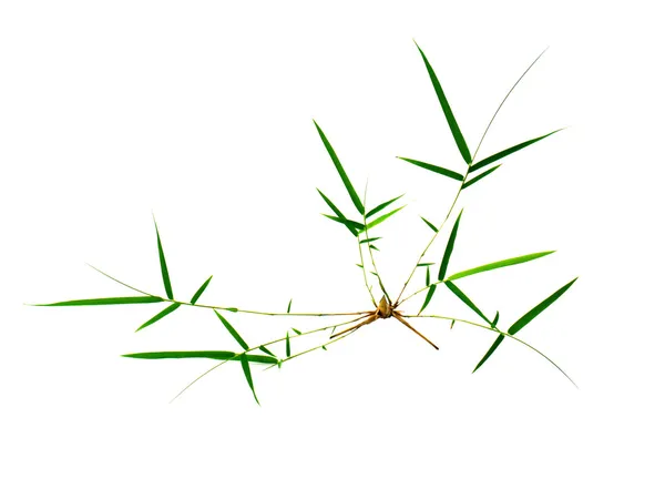 Bamboo leaves isolated on white background — Stock Photo, Image