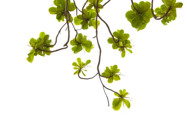 Green Leaf spring — Stock Photo, Image