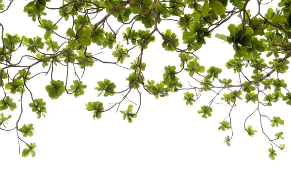 Wiosna zielonych liści — Zdjęcie stockowe