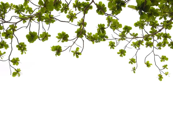 Wiosna zielonych liści — Zdjęcie stockowe