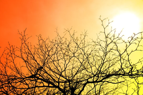 Silhouettes of branches in summer. — Stock Photo, Image