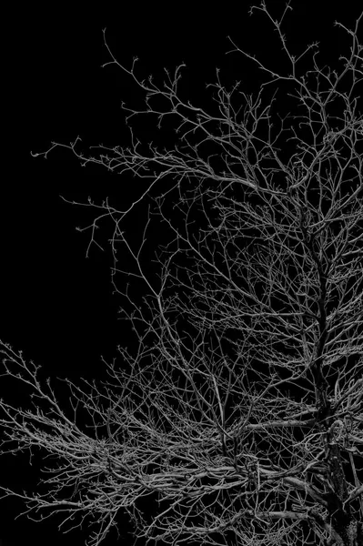 Силуэты деревьев ночью . — стоковое фото