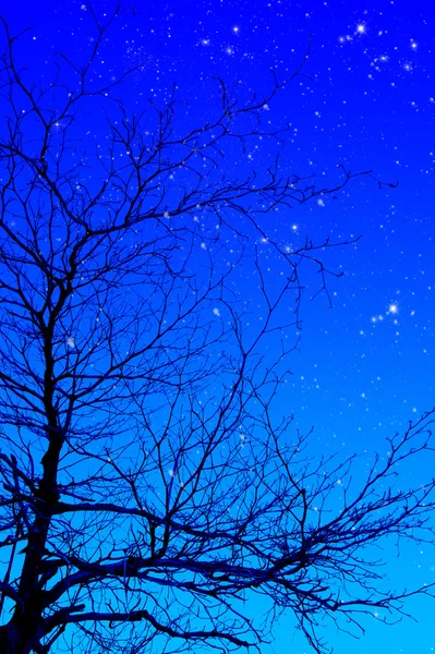 Silhouette di alberi nella notte . — Foto Stock