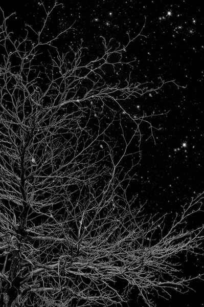 Siluetas de árboles en la noche . —  Fotos de Stock