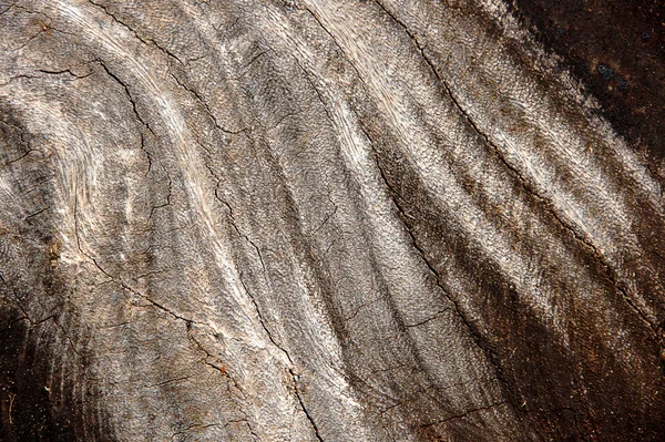 Текстура дерева для производства мебели — стоковое фото