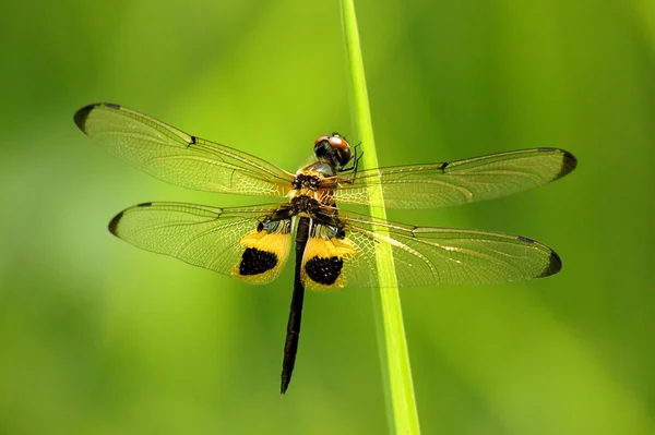 Libellula gialla e nera a riposo — Foto Stock