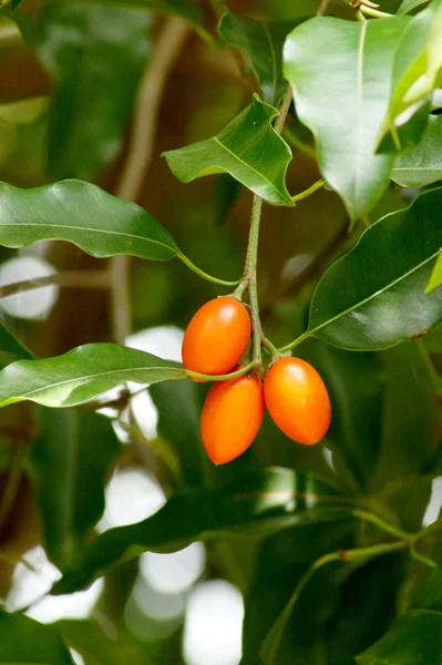 Spanish cherry on the tree — Stock Photo, Image