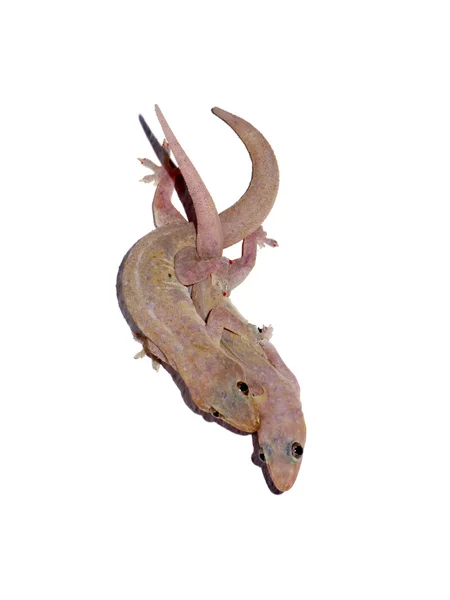 Lagarto da casa estão se reproduzindo . — Fotografia de Stock