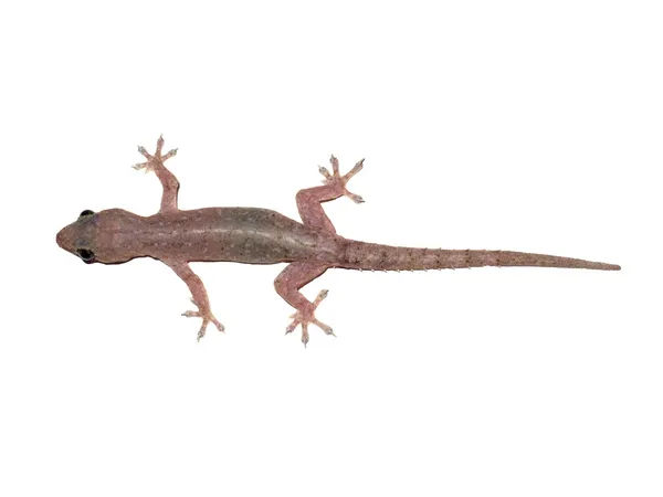 Lagarto da casa isolado no fundo branco — Fotografia de Stock