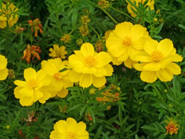 Bahçede kozmos çiçekleri.