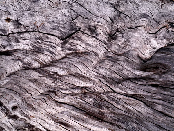 Pozadí textura starých mrtvý strom — Stock fotografie