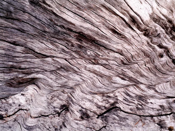 背景纹理的老死树 — 图库照片